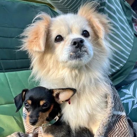 Enlarge Presley, a Adopted mixed breed in Marfa, TX image 3/6