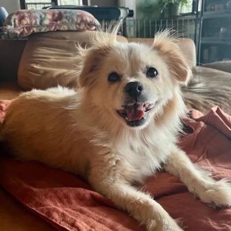 Enlarge Presley, a Adopted mixed breed in Marfa, TX image 2/6