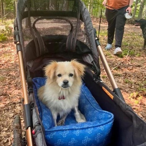 Enlarge Presley, a Adopted mixed breed in Marfa, TX image 4/6