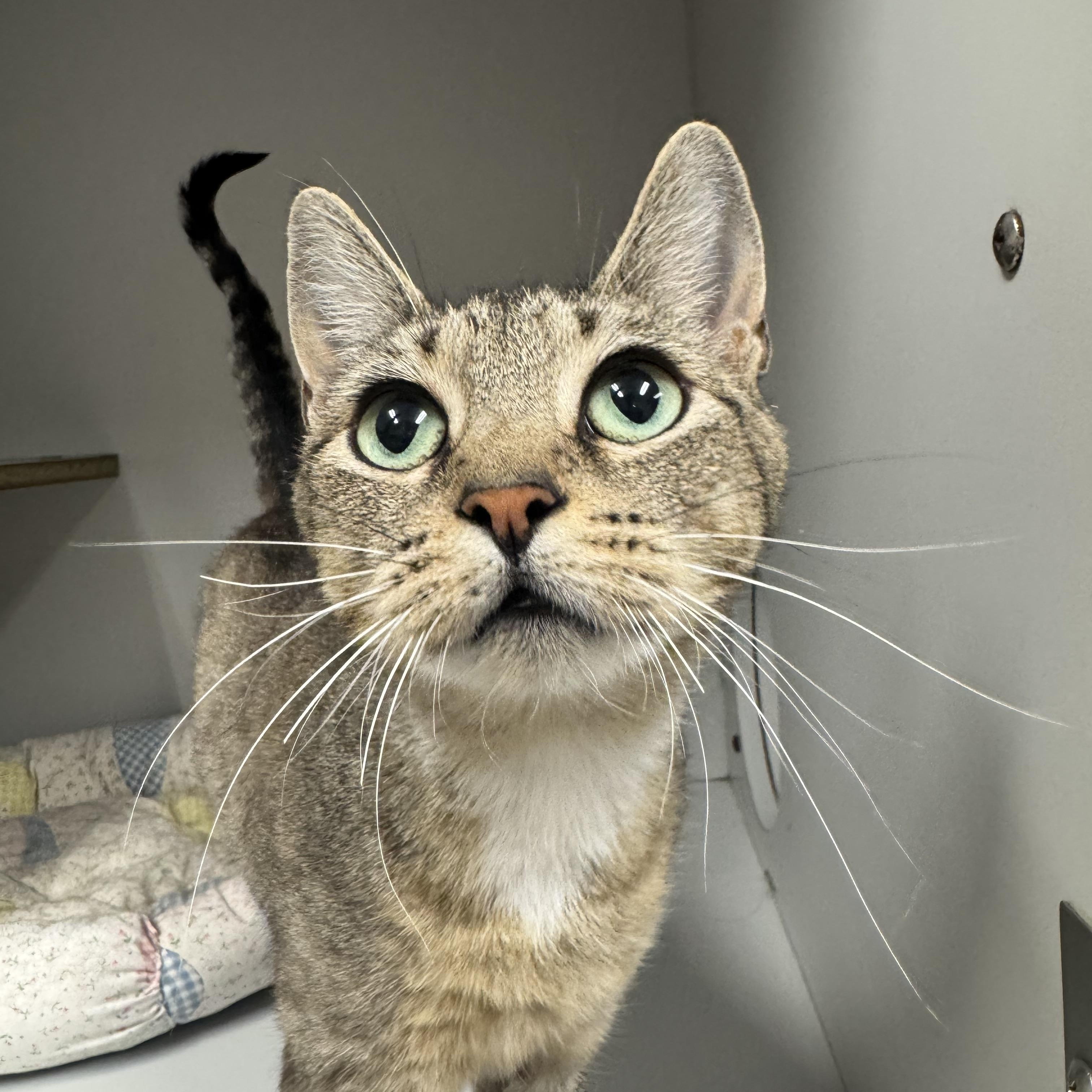 Enlarge Rosalina, a ADOPTABLE mixed breed in Athol, MA image 2/3