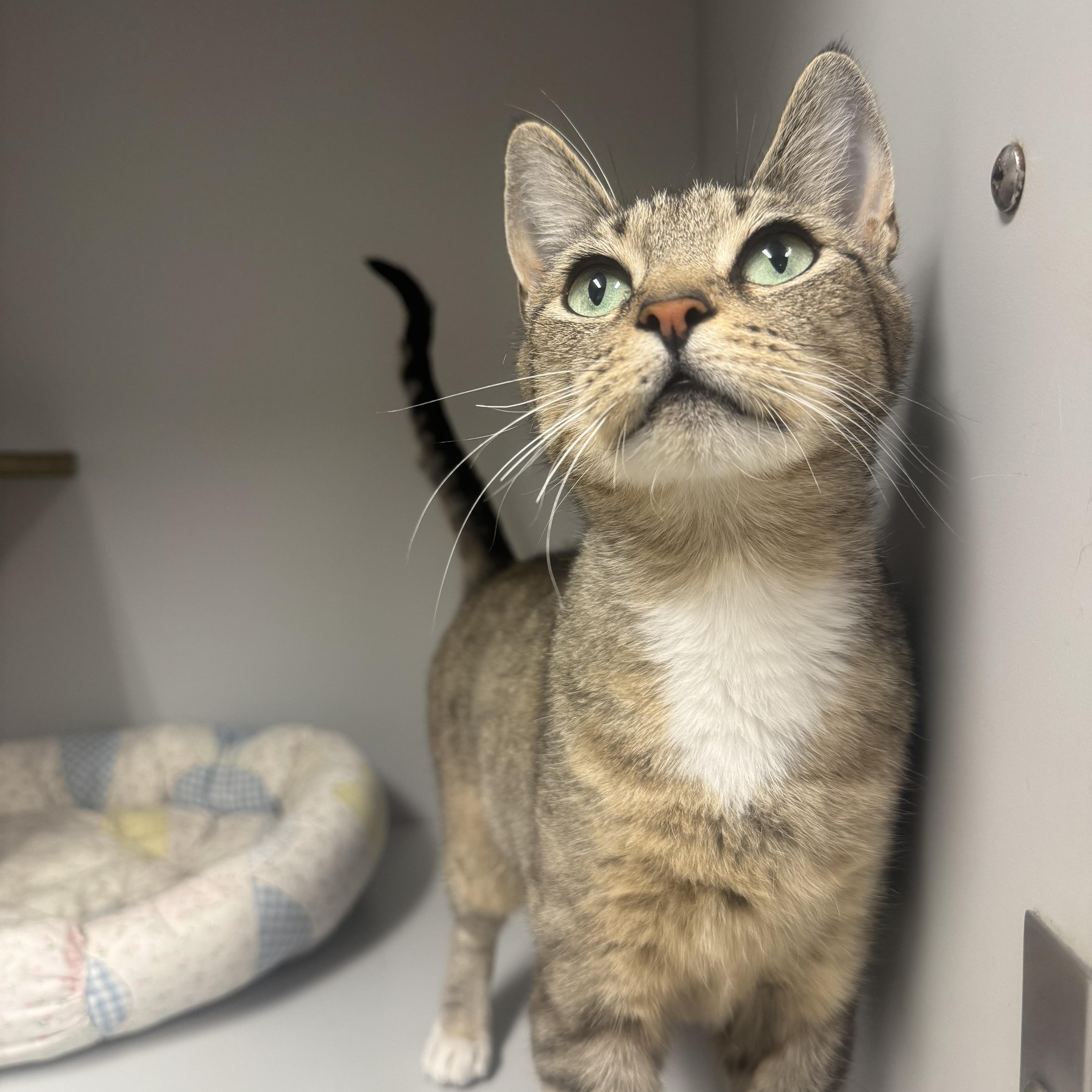 Enlarge Rosalina, a ADOPTABLE mixed breed in Athol, MA image 1/3