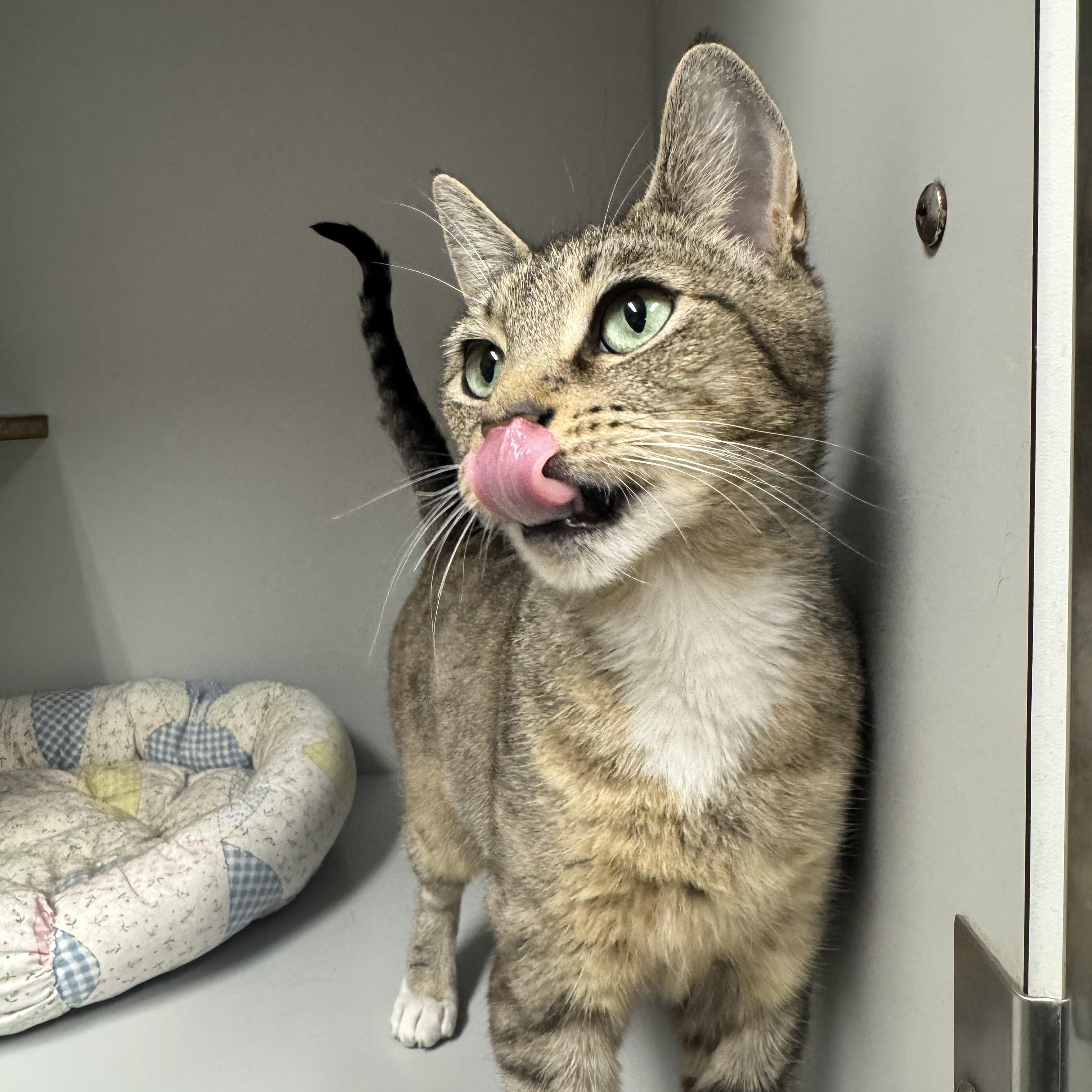 Enlarge Rosalina, a ADOPTABLE mixed breed in Athol, MA image 3/3