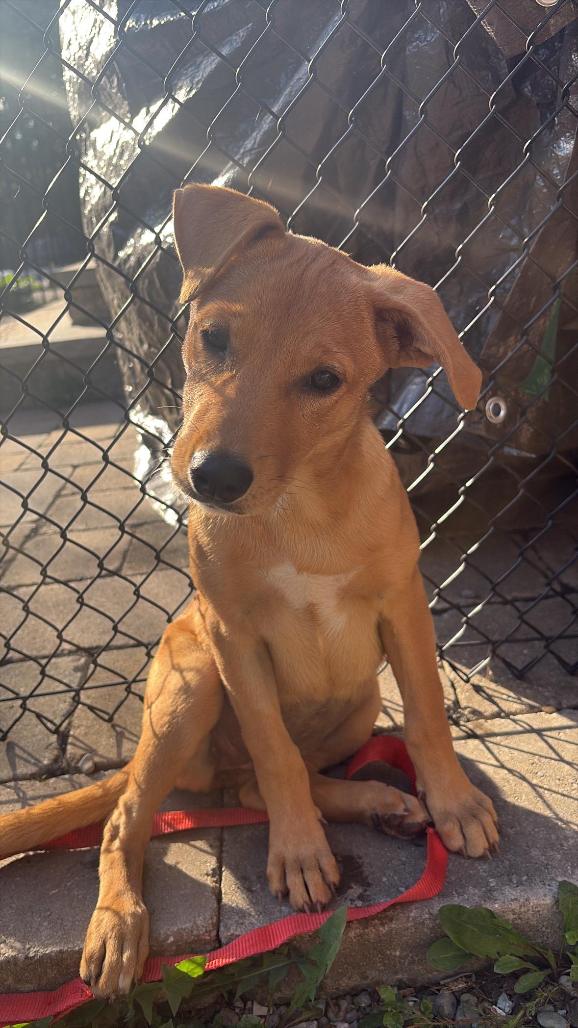 Melissa, an adopted Mixed Breed in Uxbridge, ON image 2/2