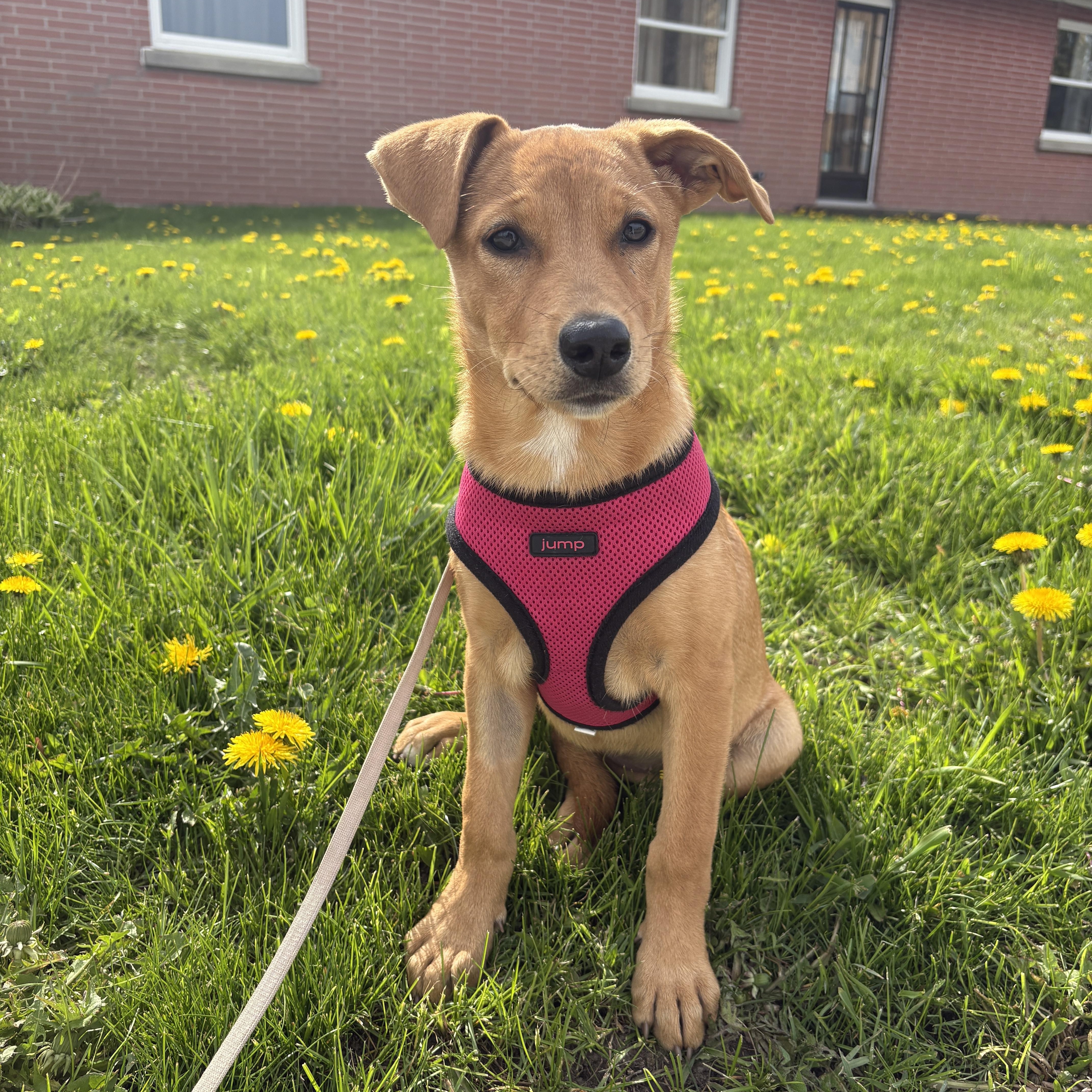 Melissa, adopted, Puppy Female Mixed Breed.