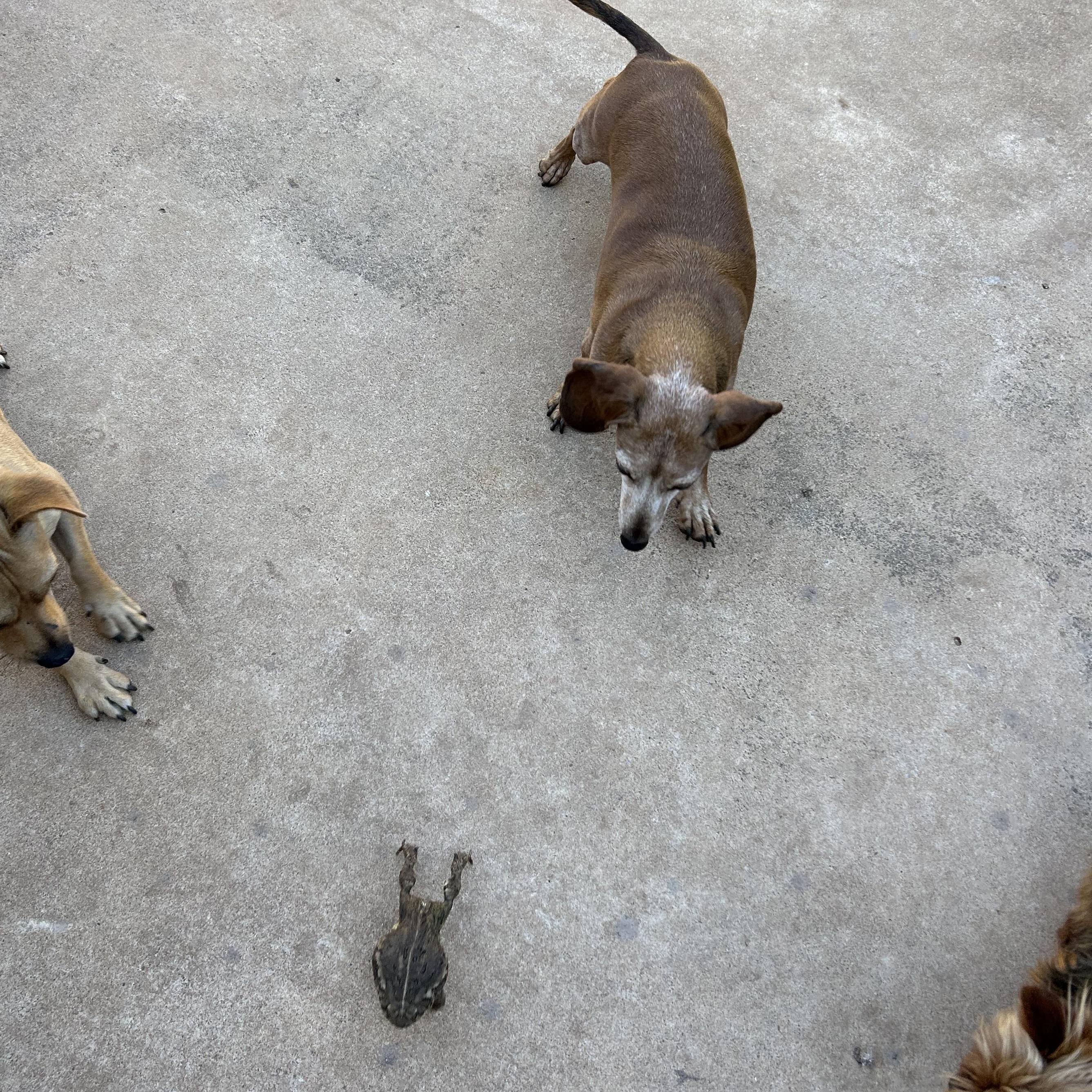 Enlarge Dixie, a Adoptable Miniature Dachshund in Chickasha, OK image 1/3