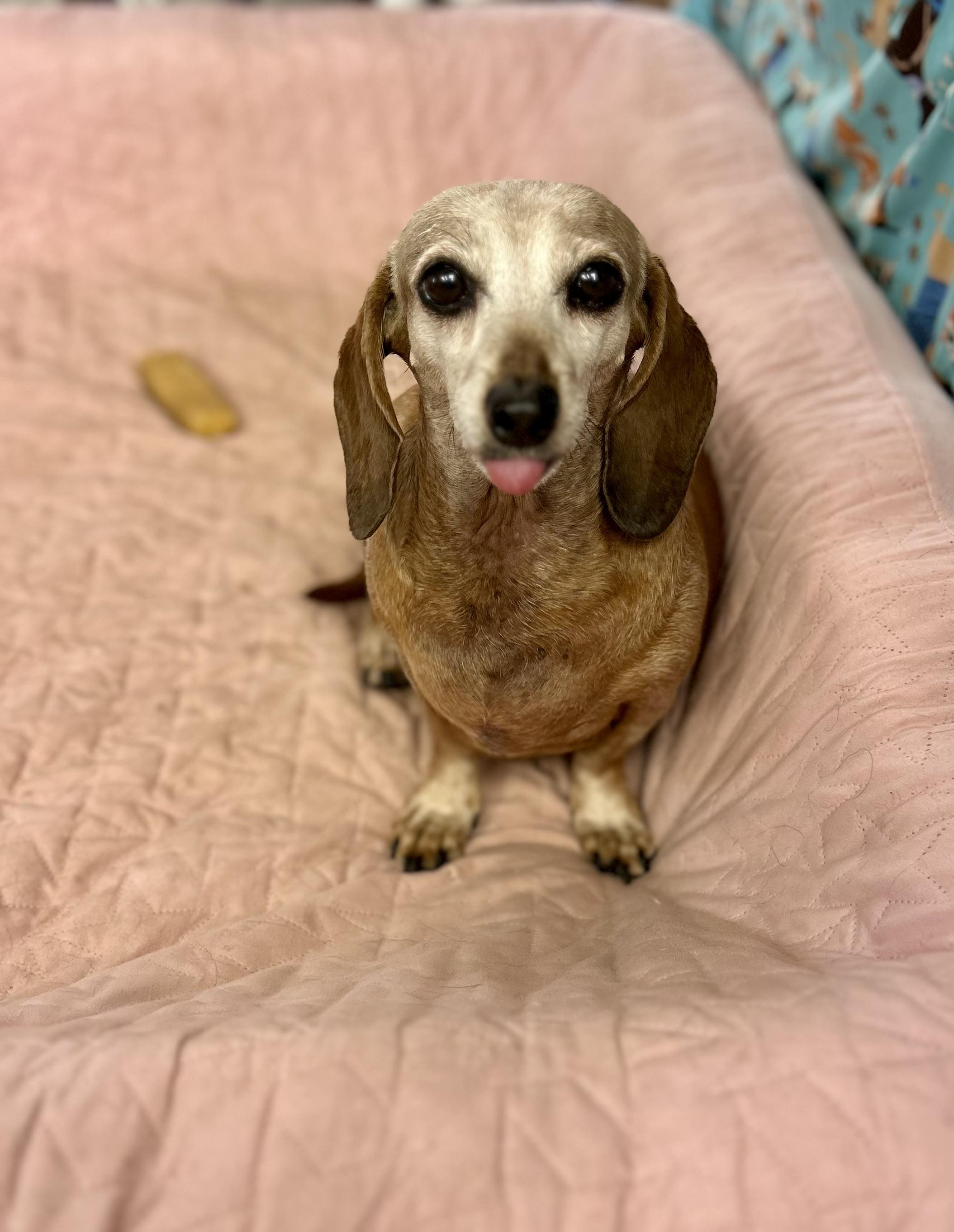 Enlarge Dixie, an adoptable Miniature Dachshund in Chickasha, OK image 1/3