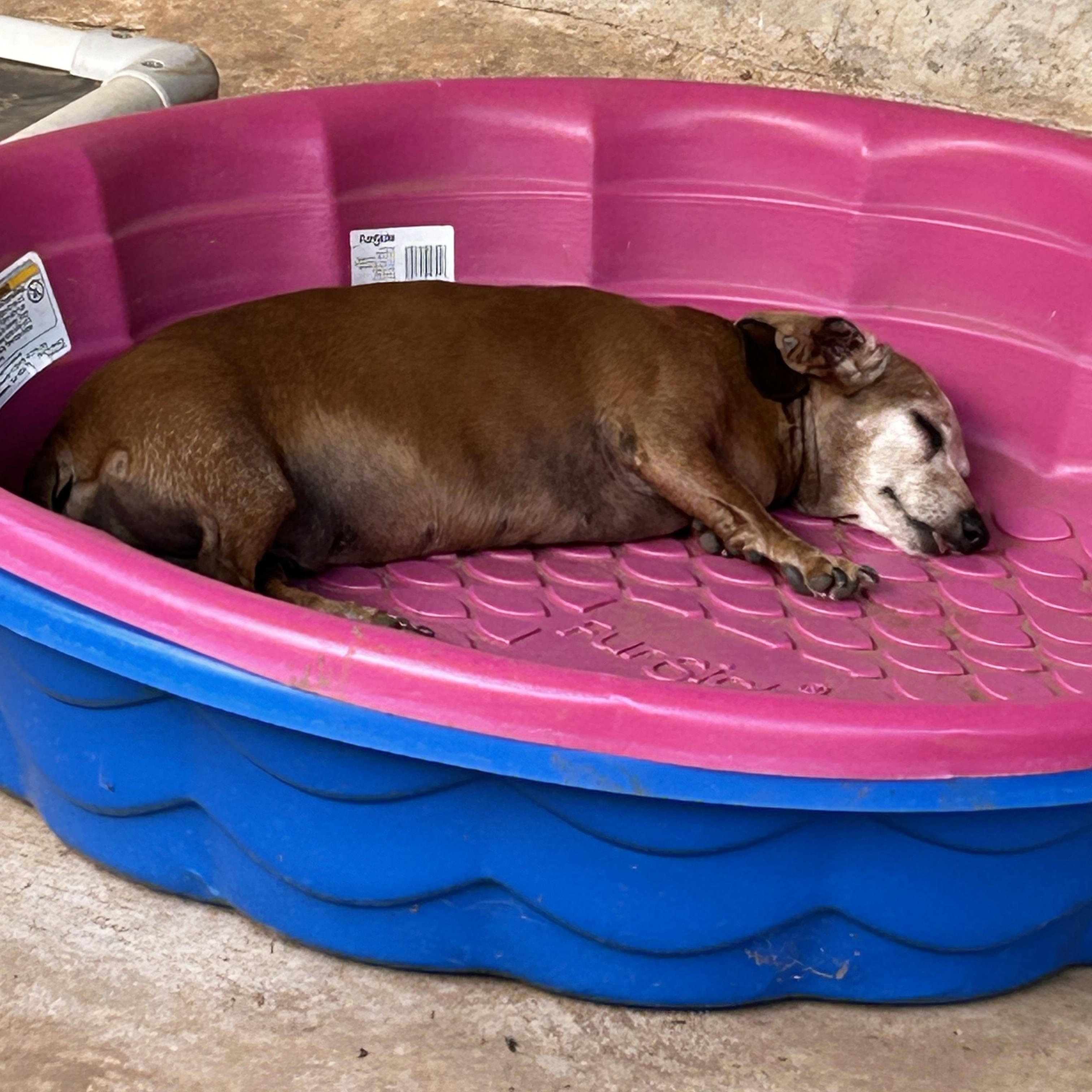 Enlarge Dixie, a Adoptable Miniature Dachshund in Chickasha, OK image 2/3