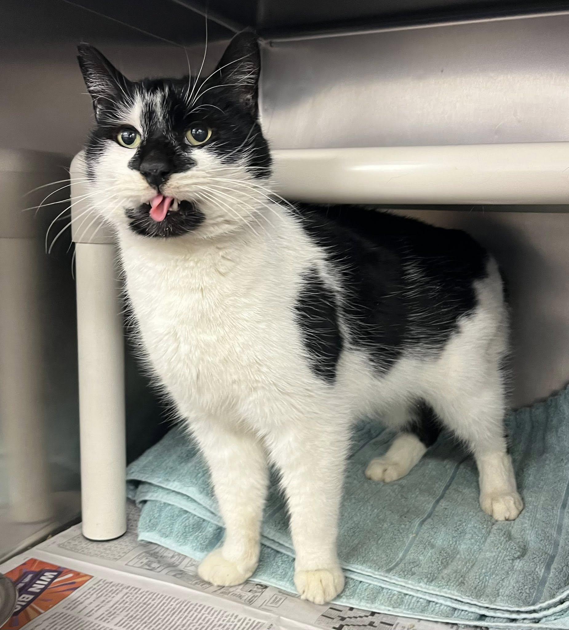 Couch Surfer, Adoptable, Young Male Domestic Short Hair.