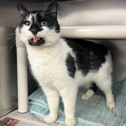 Couch Surfer, a Adoptable Domestic Short Hair in Toronto, ON image 2/3