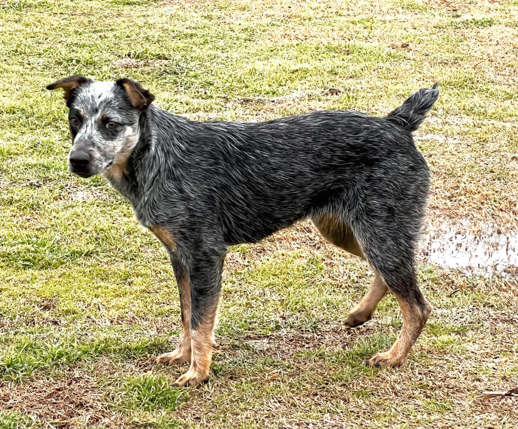 Enlarge Orphan Annie, a Adoptable Australian Cattle Dog / Blue Heeler in Farmersville, TX image 1/5