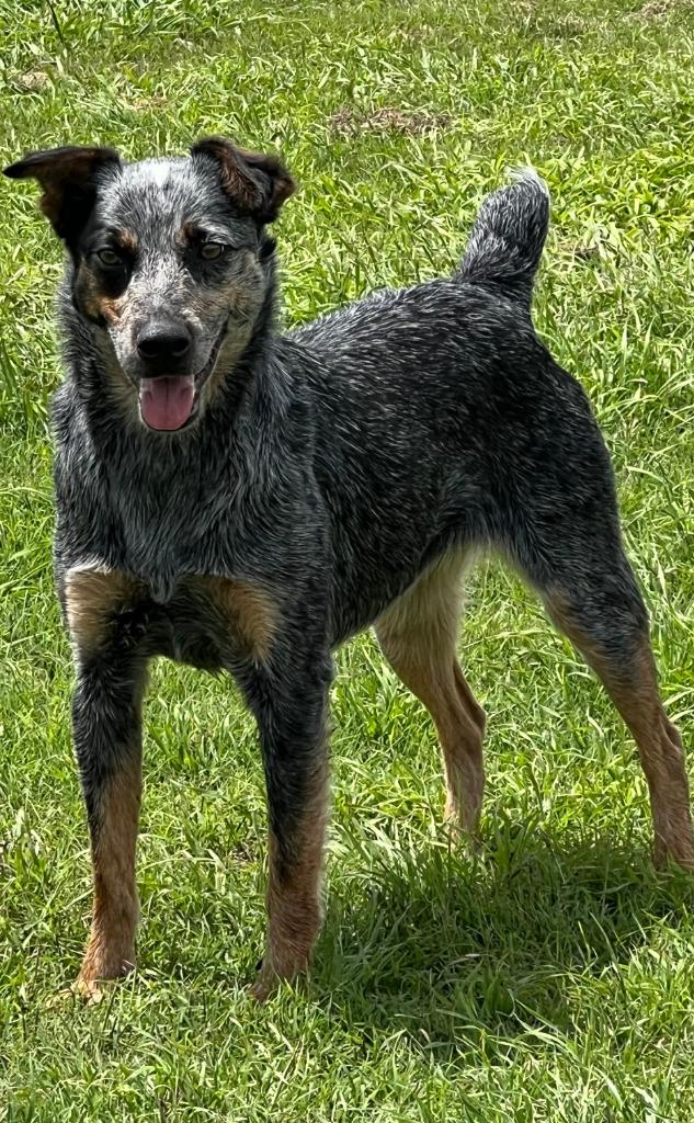 Enlarge Orphan Annie, a Adoptable Australian Cattle Dog / Blue Heeler in Farmersville, TX image 2/5
