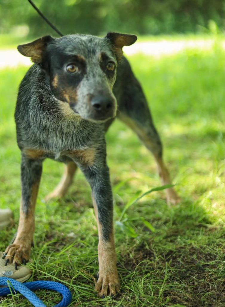 Enlarge Orphan Annie, a Adoptable Australian Cattle Dog / Blue Heeler in Farmersville, TX image 3/5