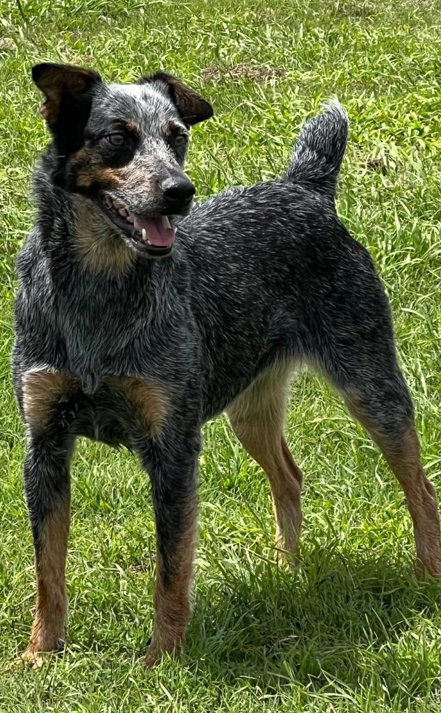 Enlarge Orphan Annie, a Adoptable Australian Cattle Dog / Blue Heeler in Farmersville, TX image 4/5