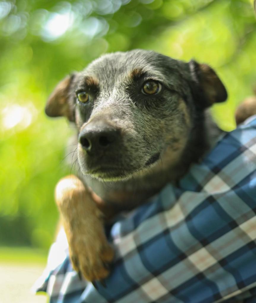 Enlarge Orphan Annie, a Adoptable Australian Cattle Dog / Blue Heeler in Farmersville, TX image 5/5