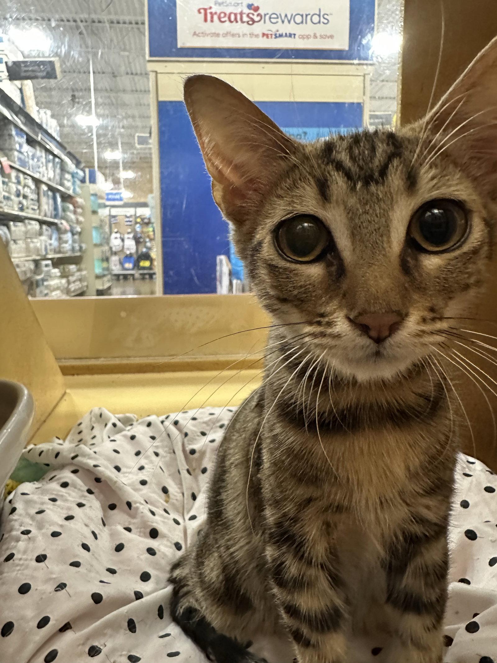 Meows, Adoptable, Kitten Male Domestic Medium Hair.