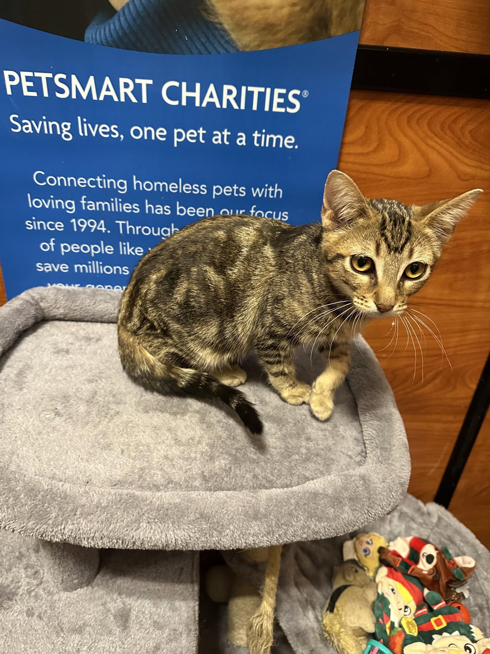 Meows, a Adoptable Domestic Medium Hair in Rowlett, TX image 2/3