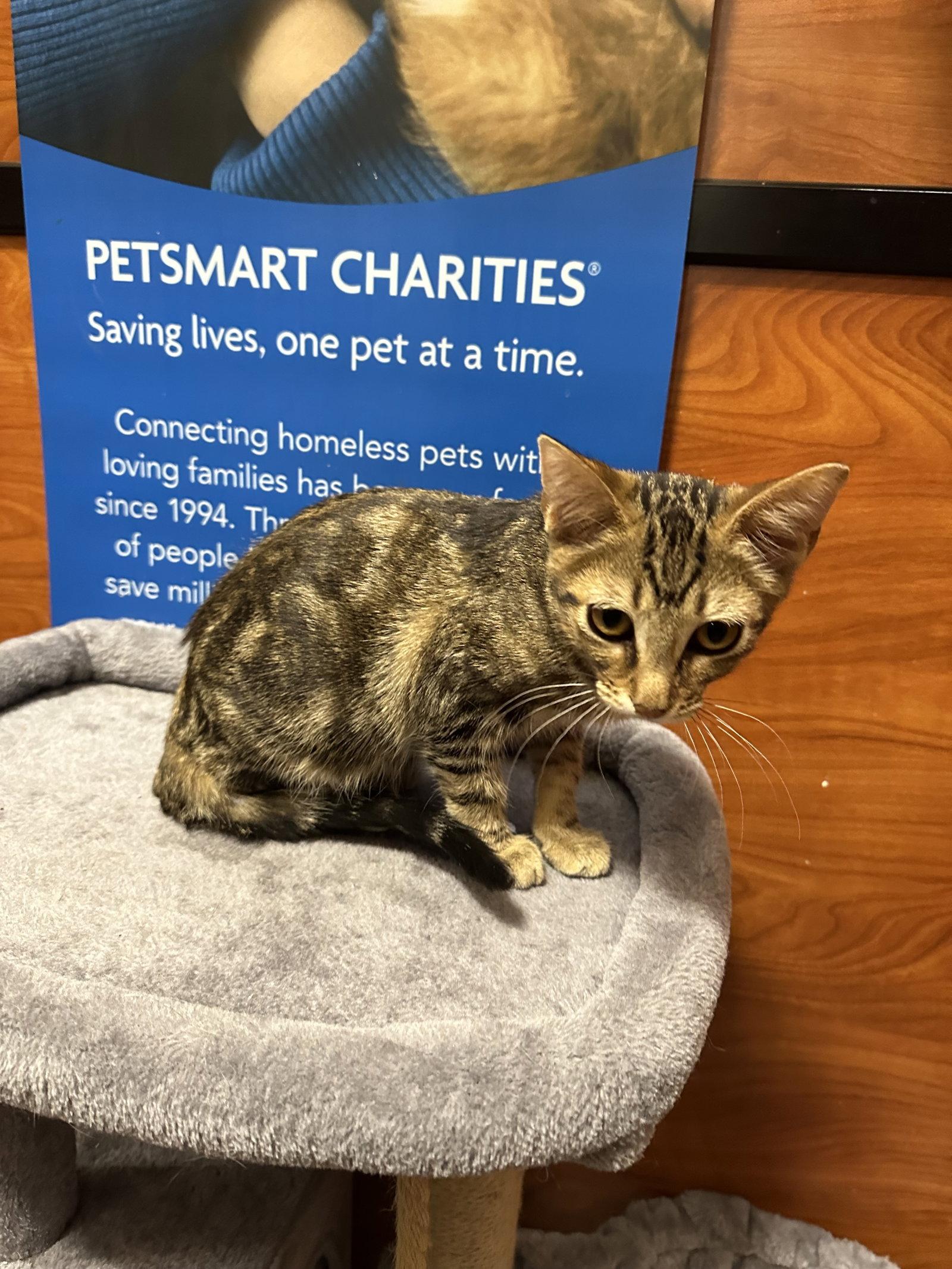 Meows, a Adoptable Domestic Medium Hair in Rowlett, TX image 3/3