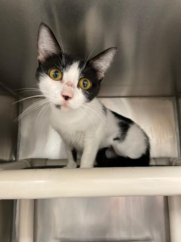 Amazing, Adoptable, Adult Female Domestic Short Hair.