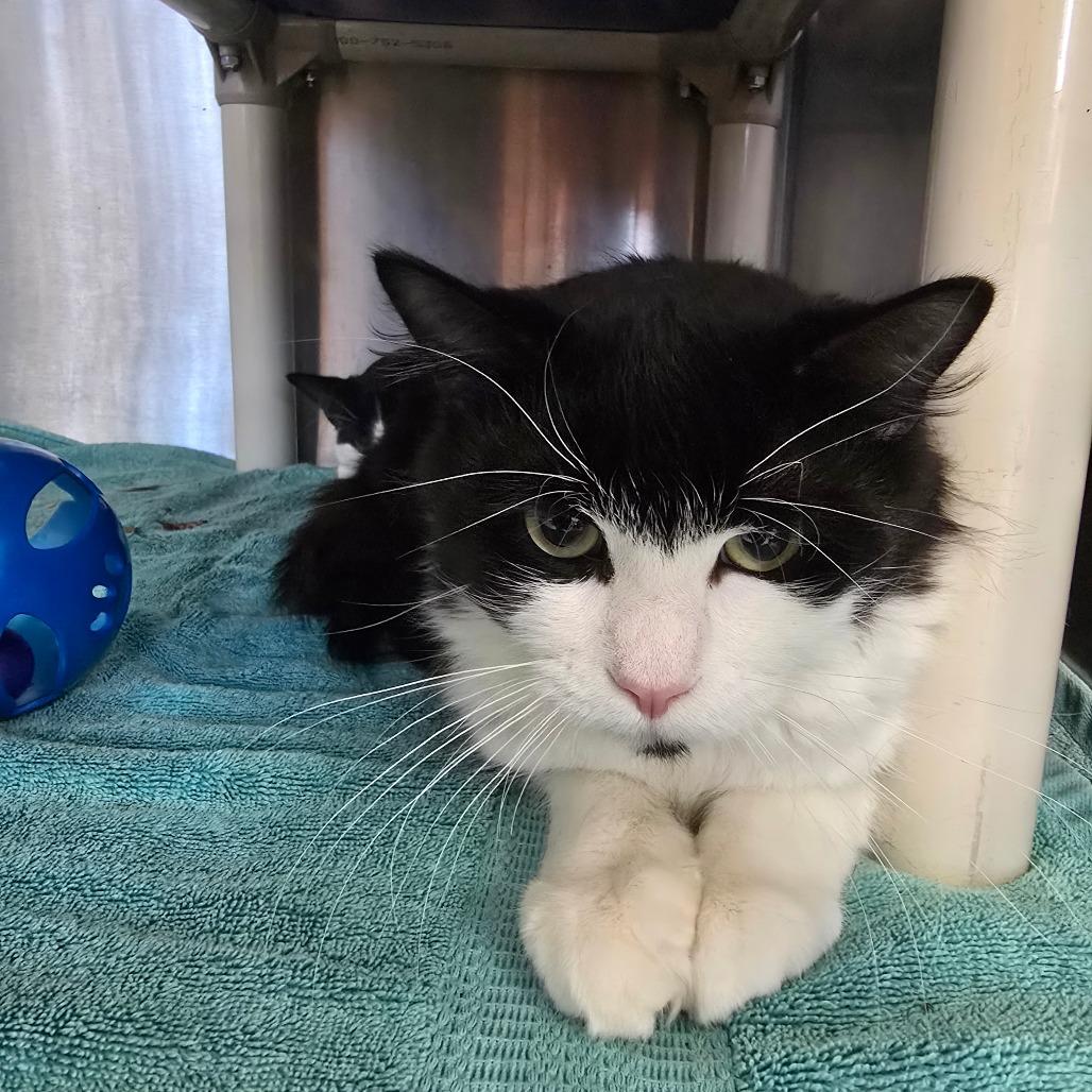 Mochi, Adoptable, Young Male Domestic Medium Hair.