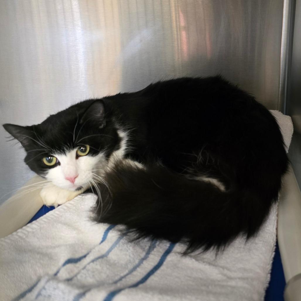 Enlarge Mochi, a Adoptable Domestic Medium Hair in Waldorf, MD image 2/4