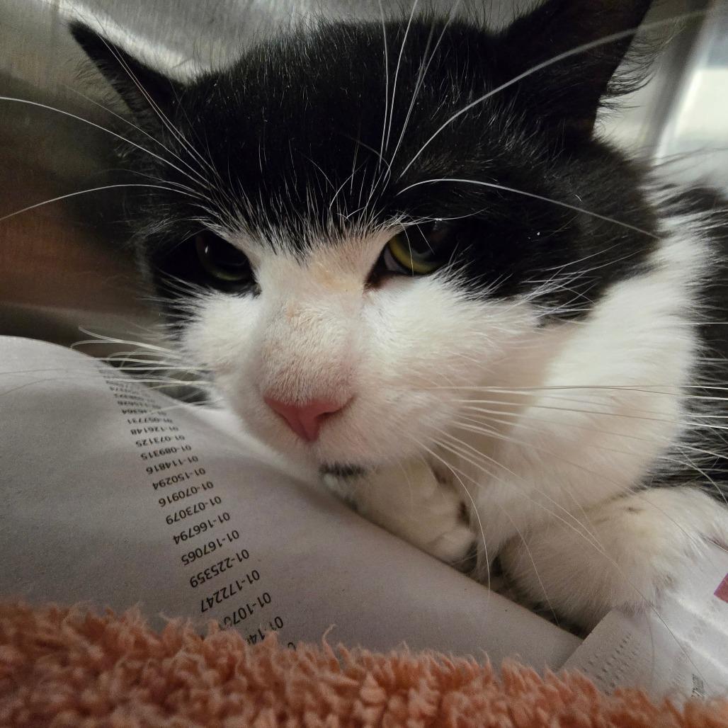 Enlarge Mochi, a Adoptable Domestic Medium Hair in Waldorf, MD image 3/4