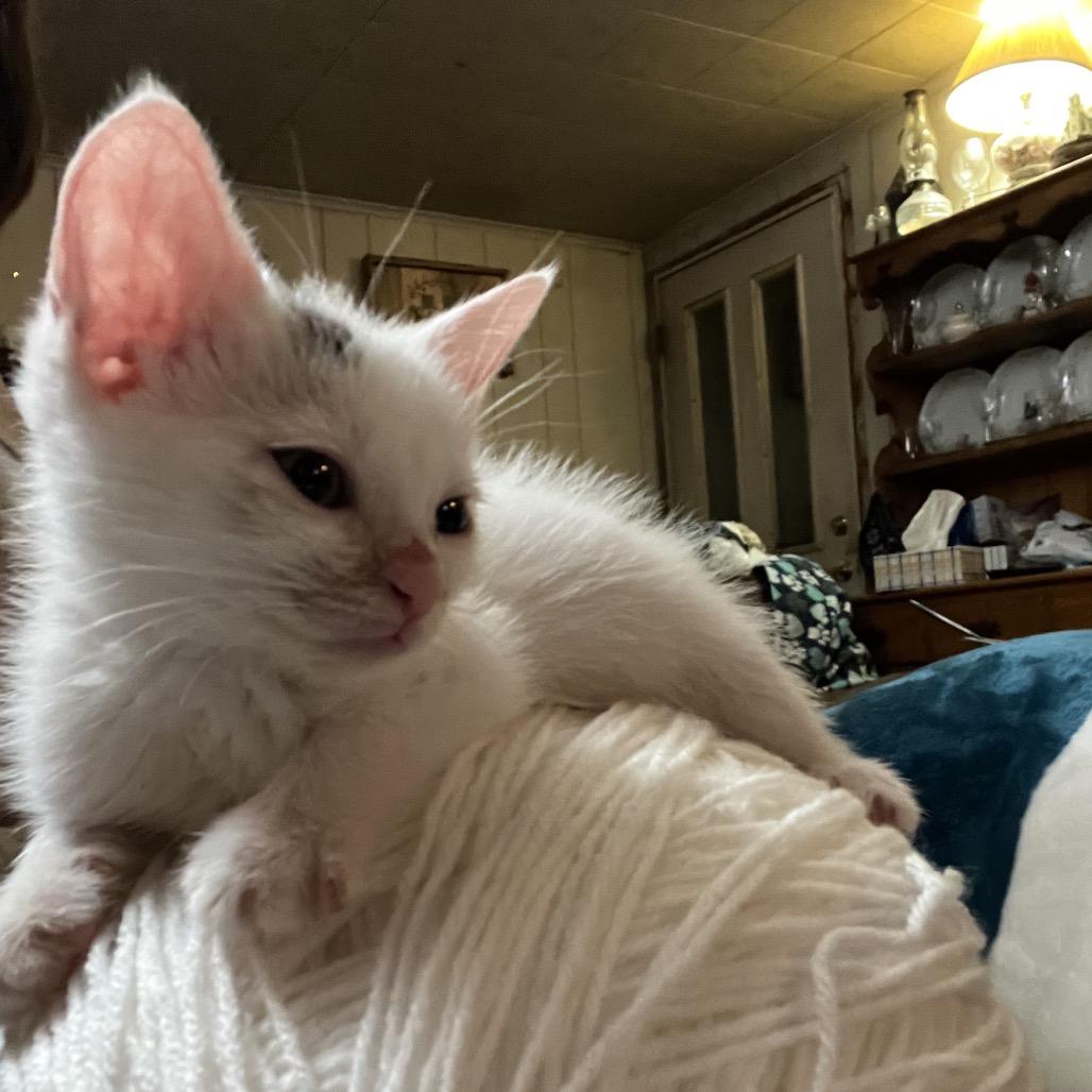 Hatter, Adopted, Kitten Male Domestic Short Hair.