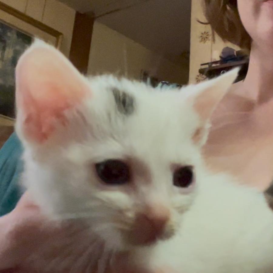 Enlarge Hatter, a Adopted Domestic Short Hair in Perkiomenville, PA image 5/6