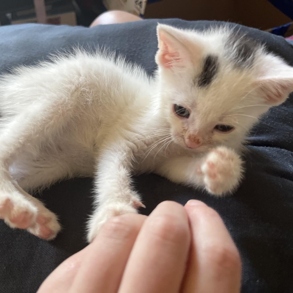 Enlarge Hatter, a Adopted Domestic Short Hair in Perkiomenville, PA image 6/6