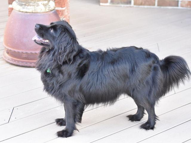 Sasha, a Adoptable mixed breed in Montgomery, TX image 1/3