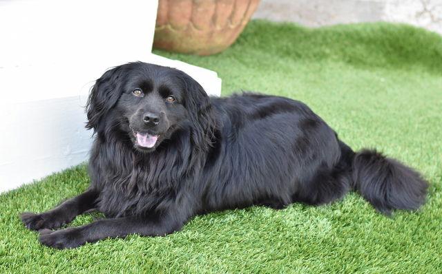 Sasha, Adoptable, Young Female Cocker Spaniel & Chow Chow.