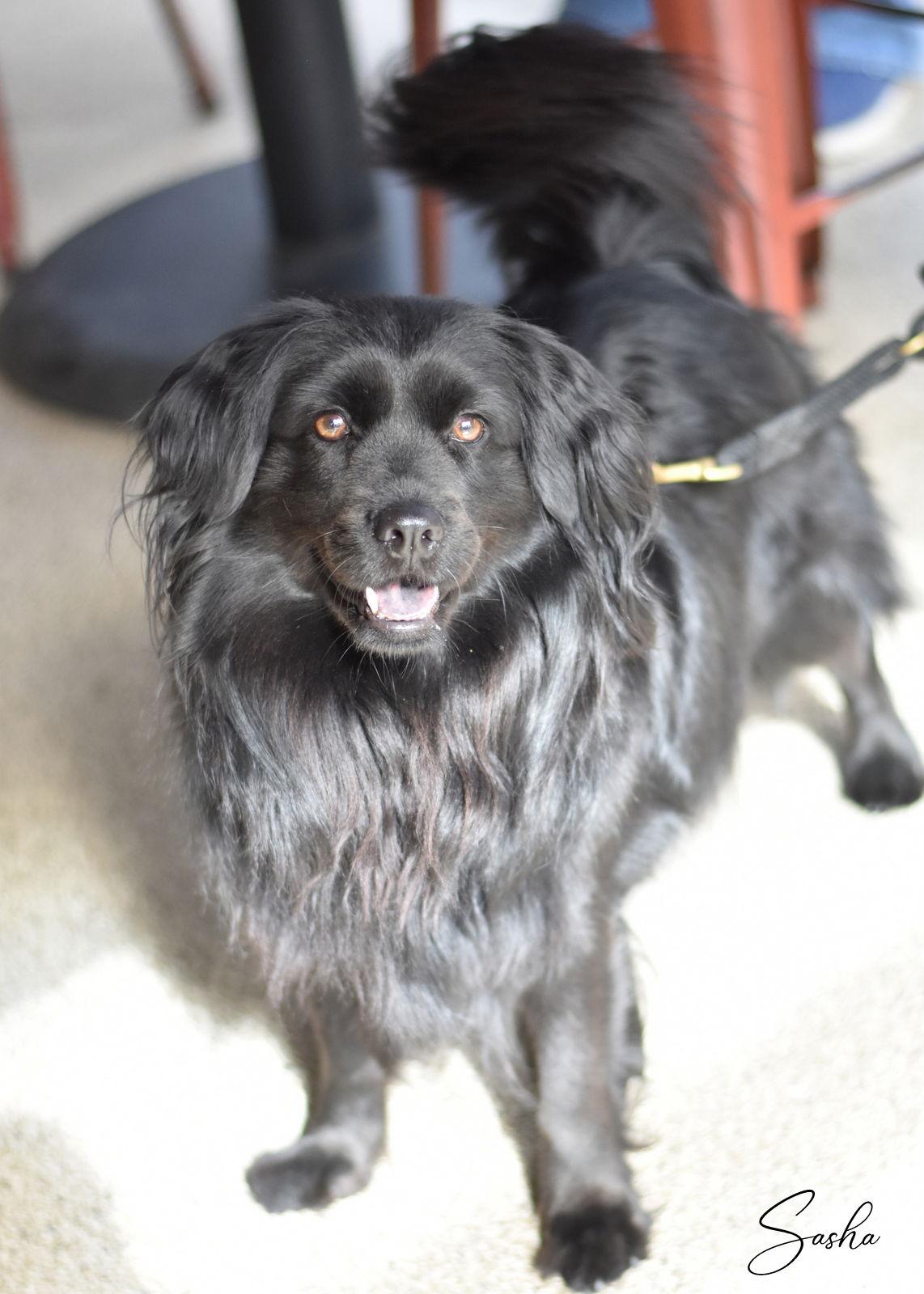 Sasha, a Adoptable mixed breed in Montgomery, TX image 2/3