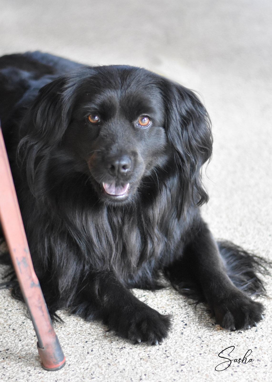 Sasha, a Adoptable mixed breed in Montgomery, TX image 3/3