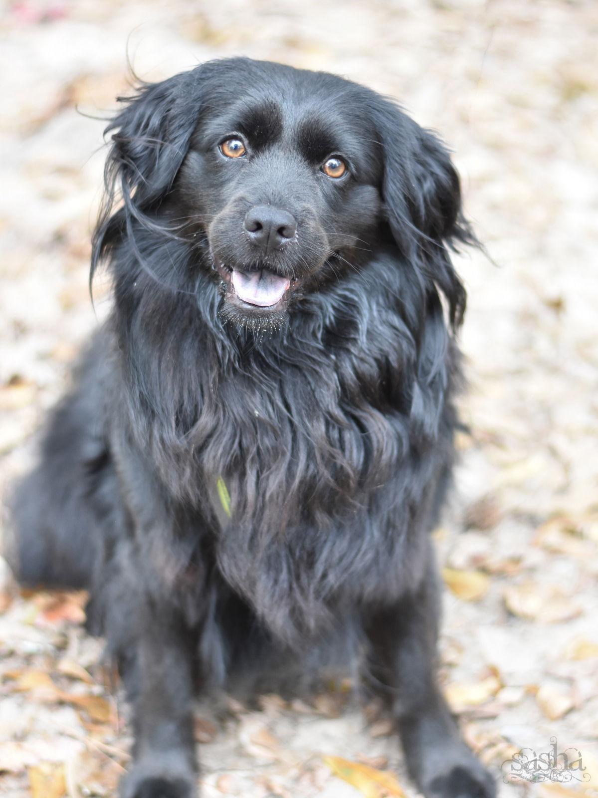 Enlarge Sasha, a Adoptable mixed breed in Montgomery, TX image 2/3