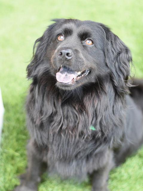 Enlarge Sasha, a Adoptable mixed breed in Montgomery, TX image 3/3