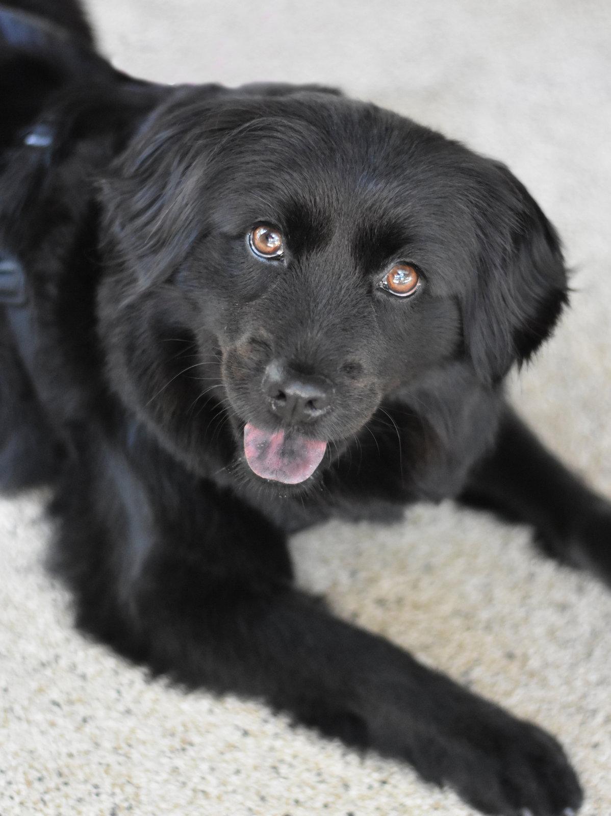 Enlarge Sasha, a Adoptable mixed breed in Montgomery, TX image 3/3