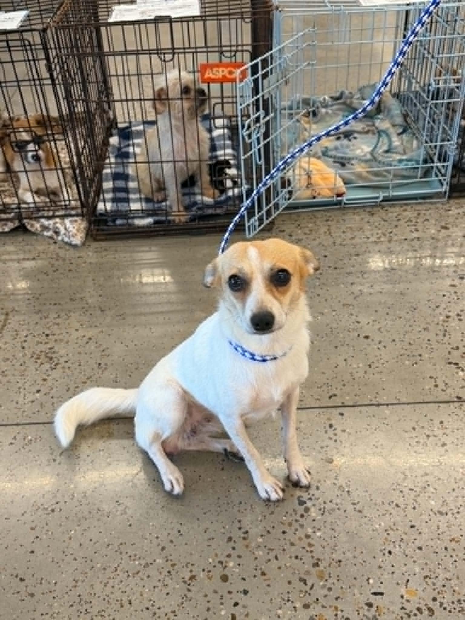 Mona, adopted, Young Female Chihuahua.
