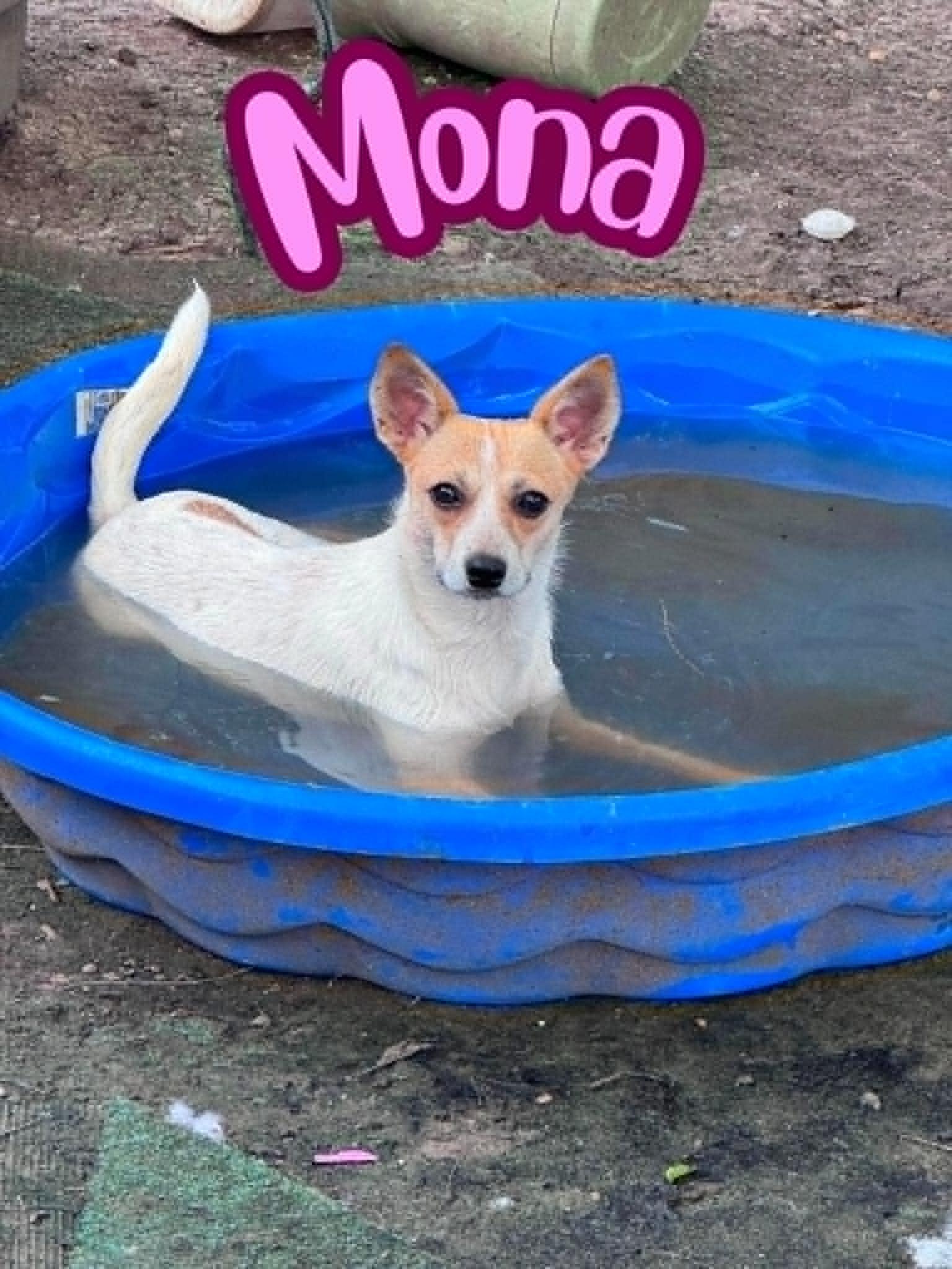 Enlarge Mona, an adopted Chihuahua in Monticello, IN image 2/2