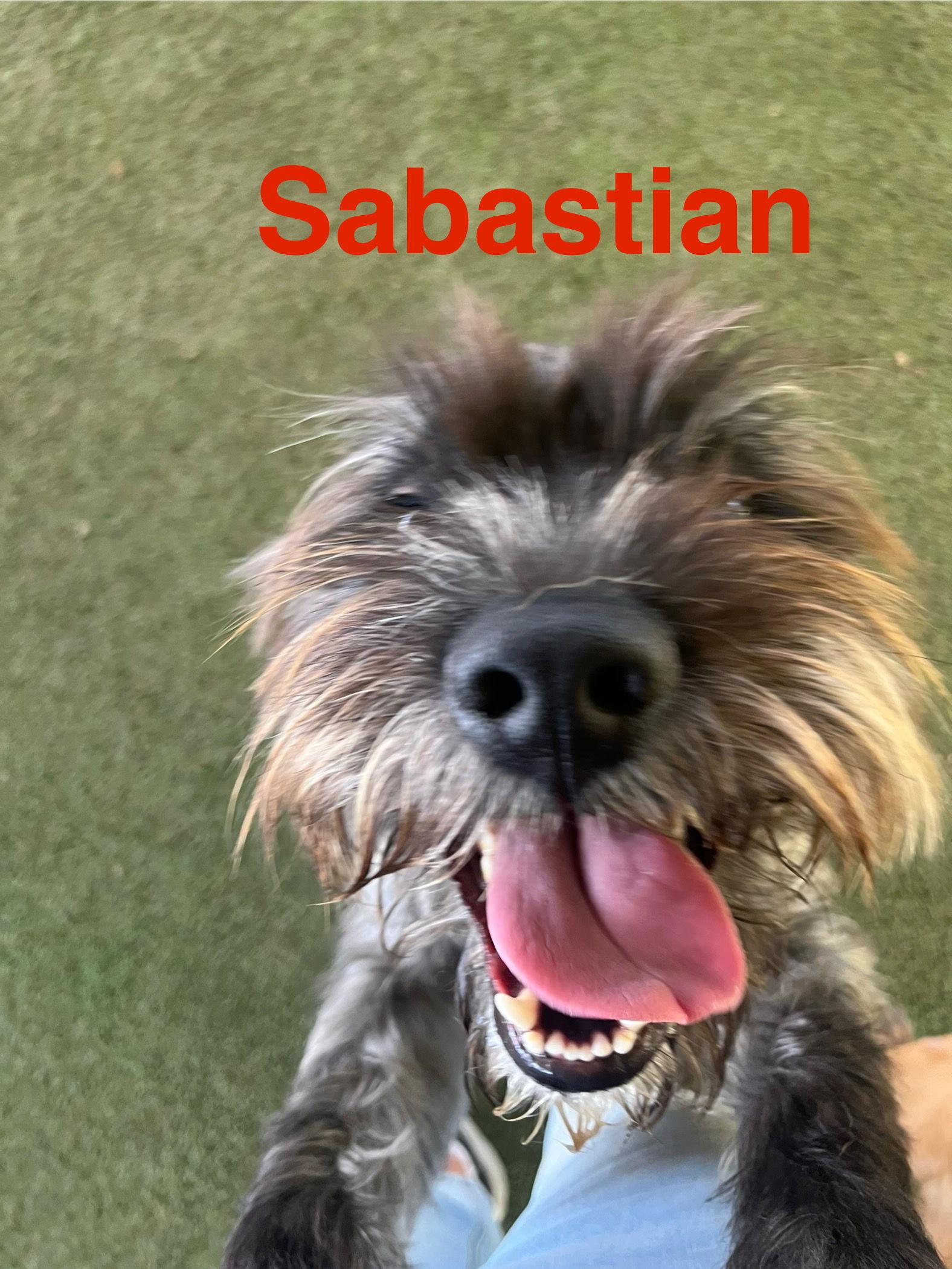 Sebastian, Adopted, Adult Male Schnauzer.