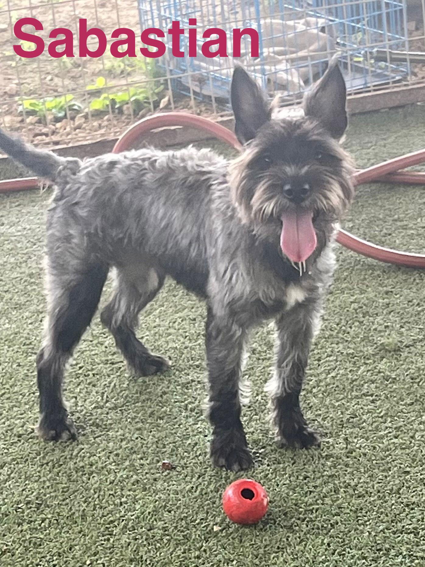 Enlarge Sebastian, a Adopted Schnauzer in Pipe Creek, TX image 2/3