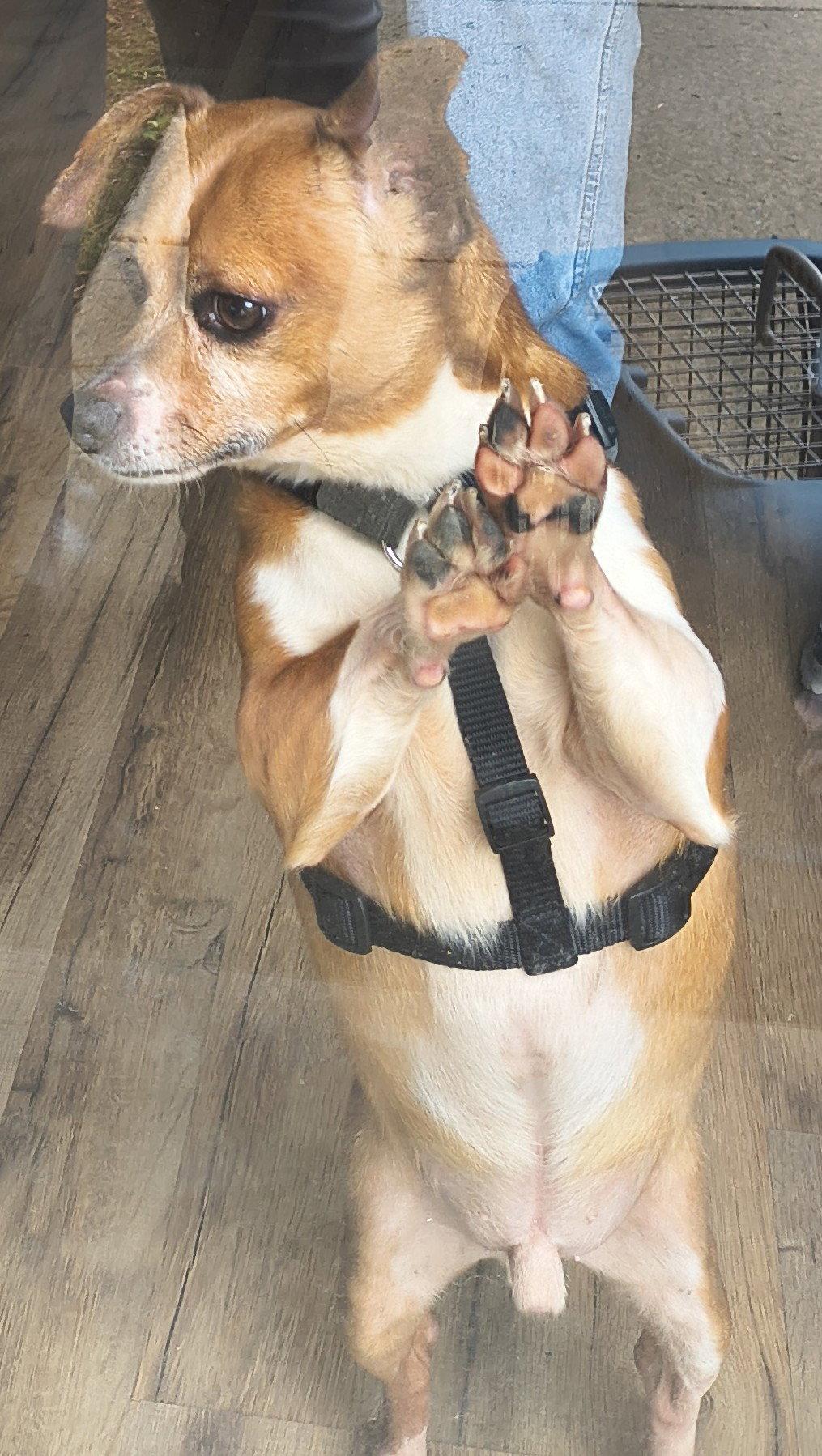 Enlarge Jessi, a Adoptable mixed breed in Baileyton, AL image 1/3