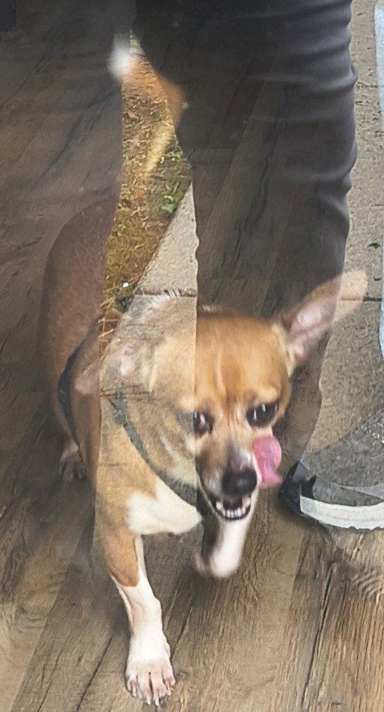 Enlarge Jessi, a Adoptable mixed breed in Baileyton, AL image 2/3