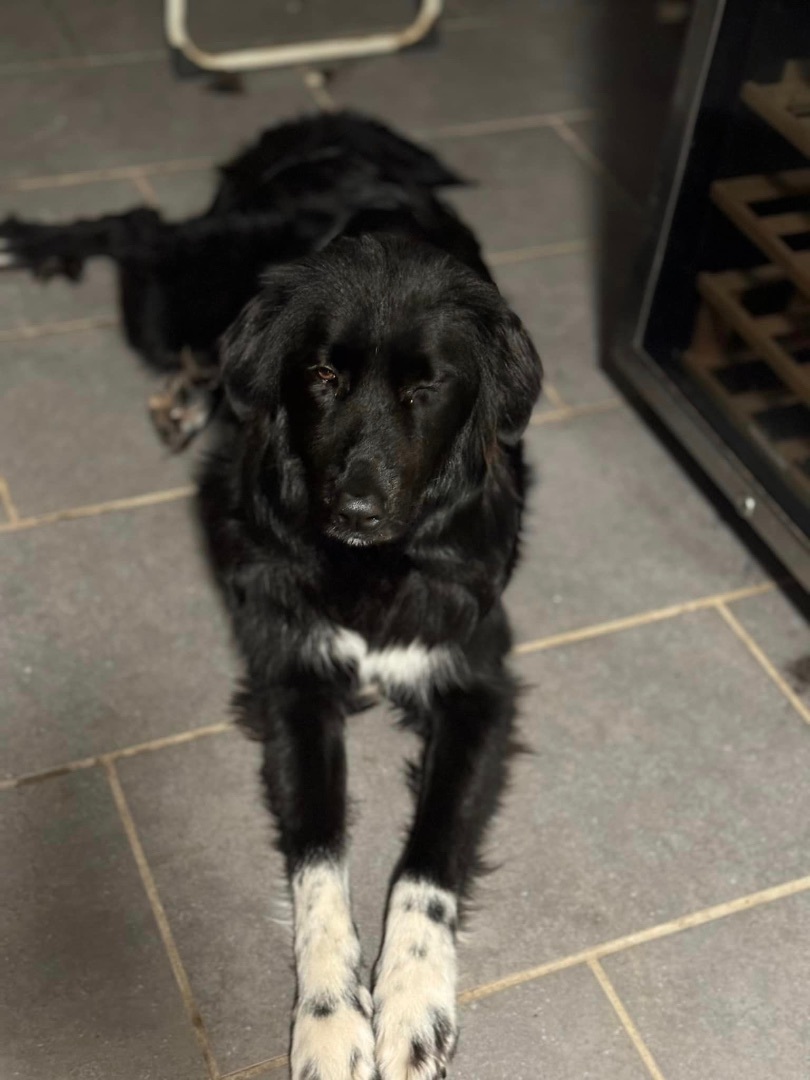 Luna, Adopted, Adult Female Australian Shepherd & Border Collie.