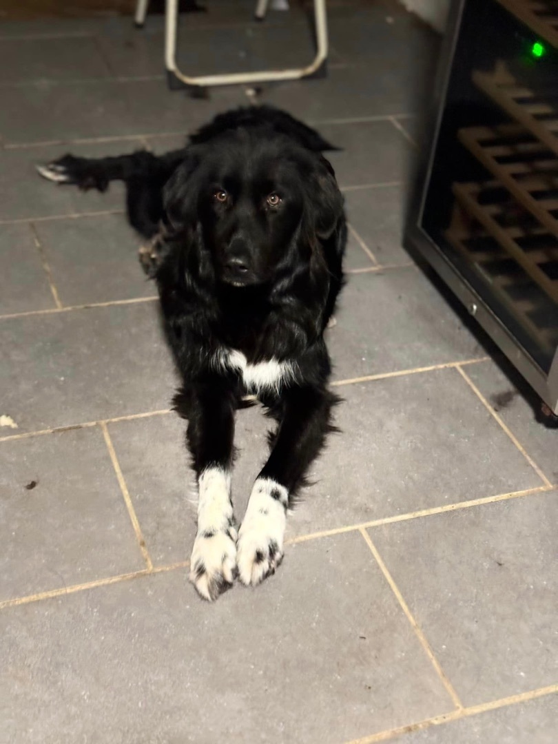 Enlarge Luna, a Adopted mixed breed in Annandale, VA image 2/3