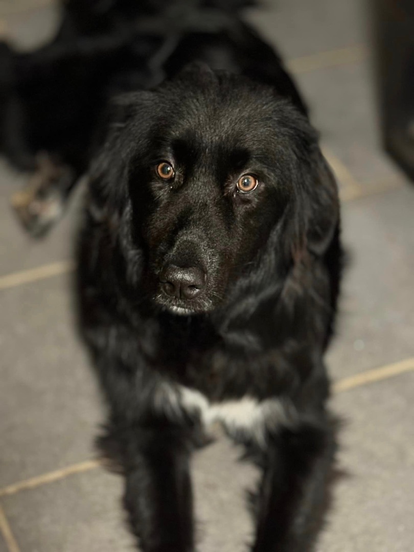 Enlarge Luna, a Adopted mixed breed in Annandale, VA image 3/3