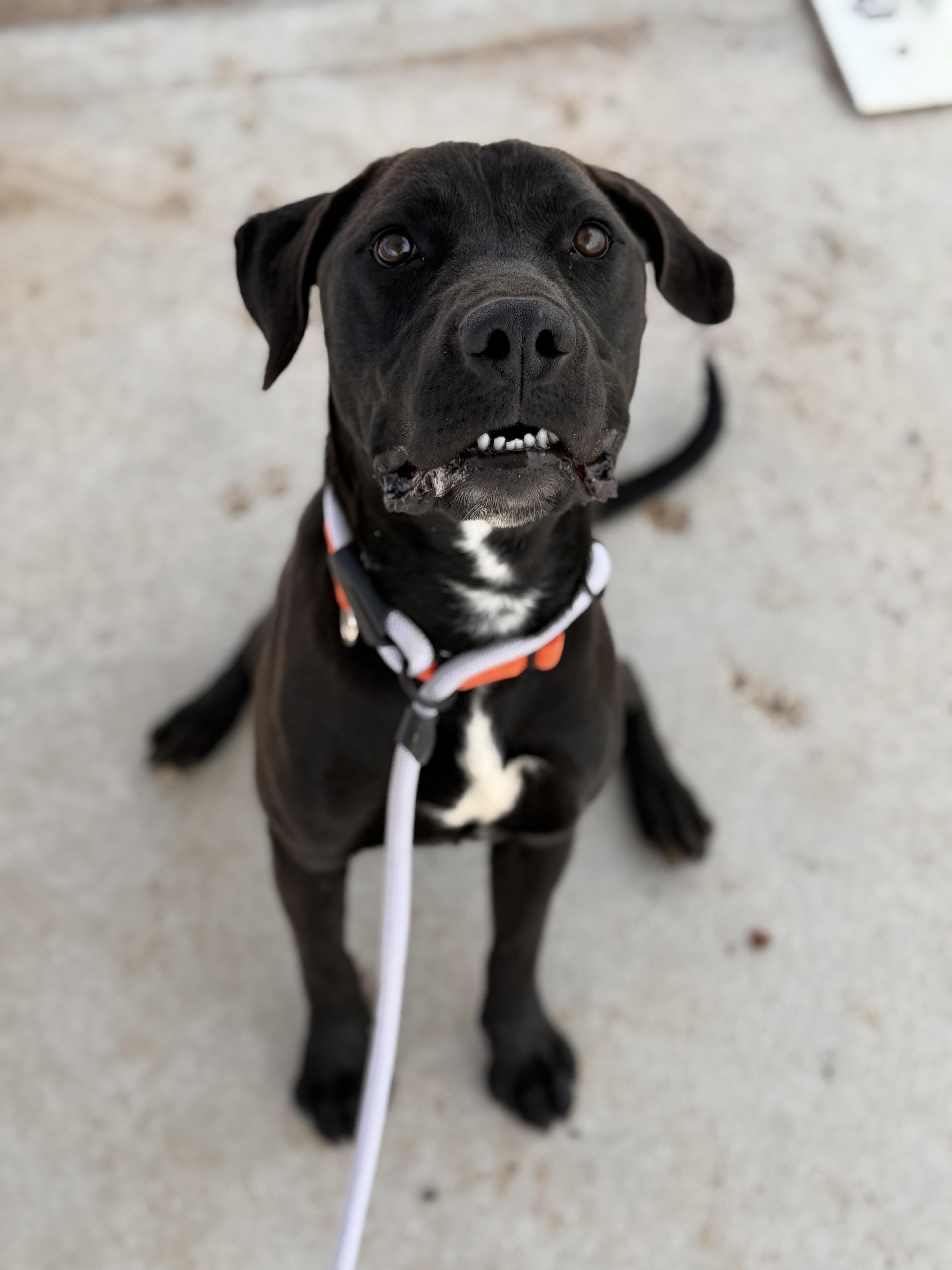 Enlarge Dante, an adoptable mixed breed in Sierra Vista, AZ image 5/6