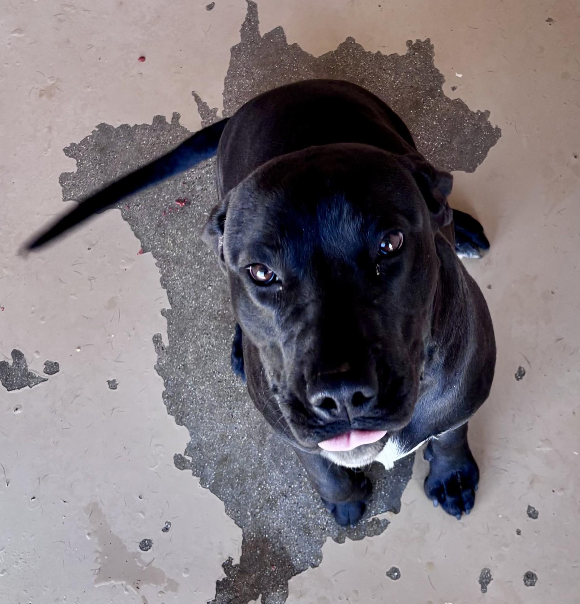 Enlarge Dante, an adoptable mixed breed in Sierra Vista, AZ image 3/6