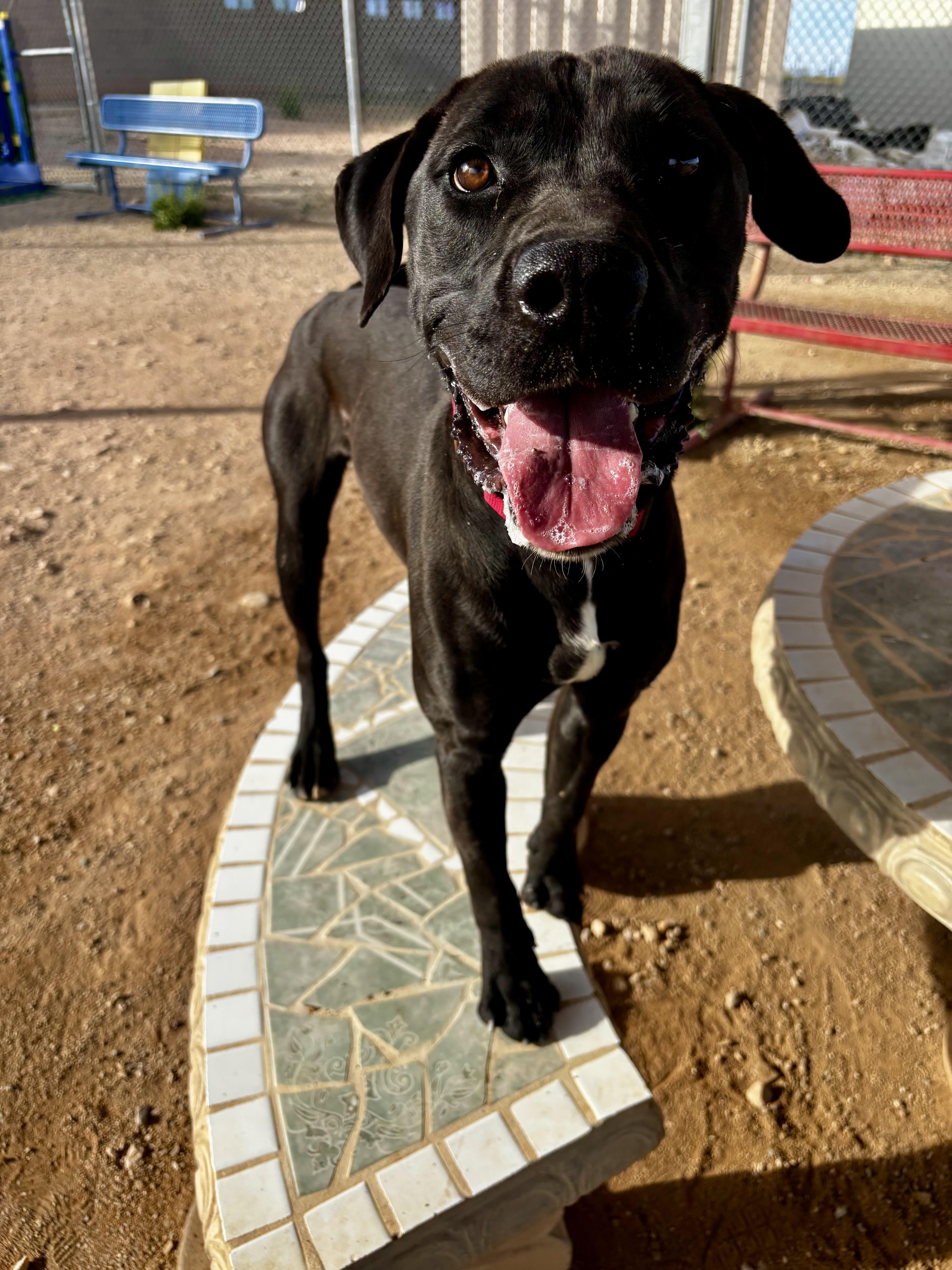 Enlarge Dante, an adoptable mixed breed in Sierra Vista, AZ image 2/6