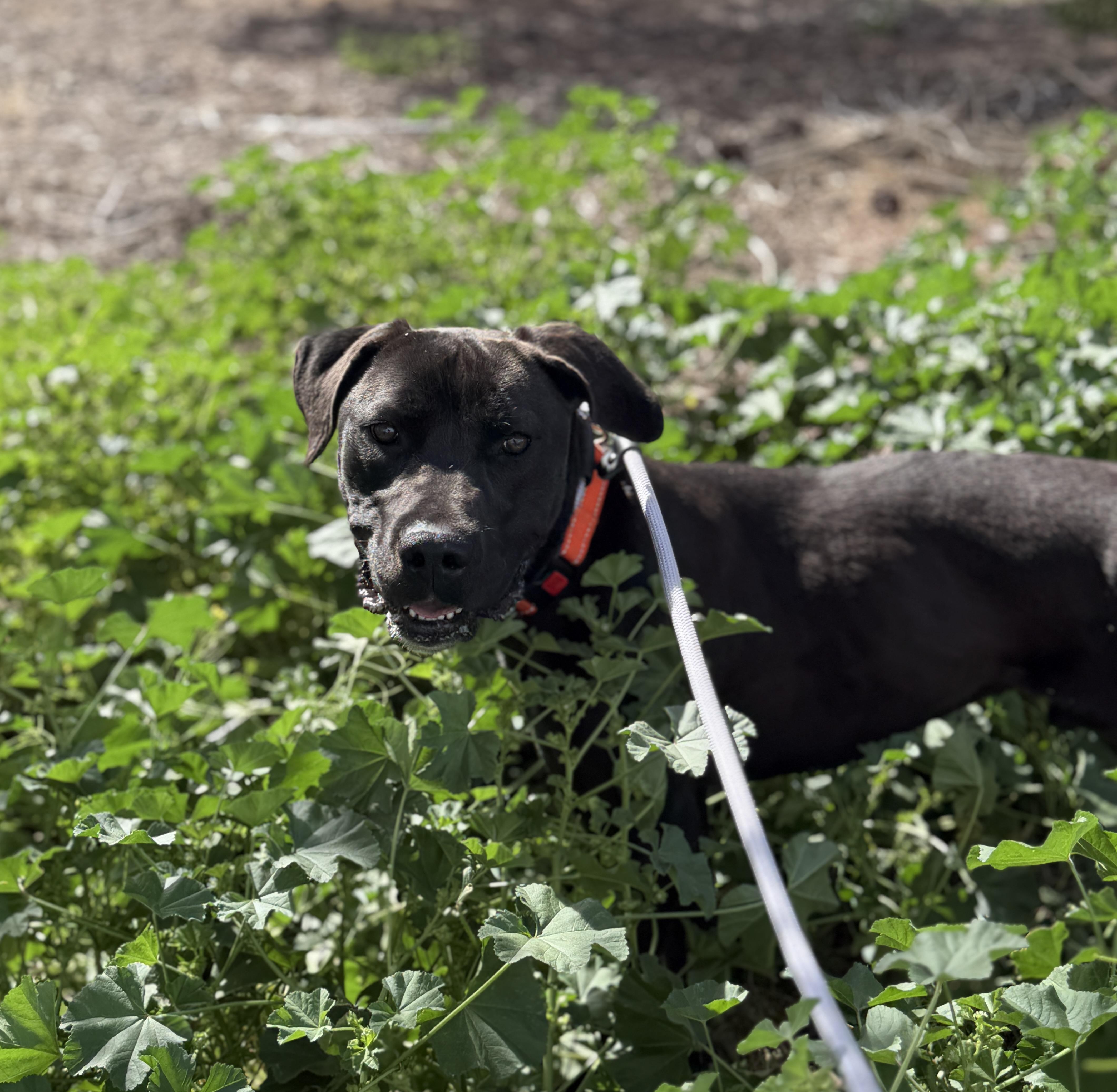 Enlarge Dante, an adoptable mixed breed in Sierra Vista, AZ image 1/6