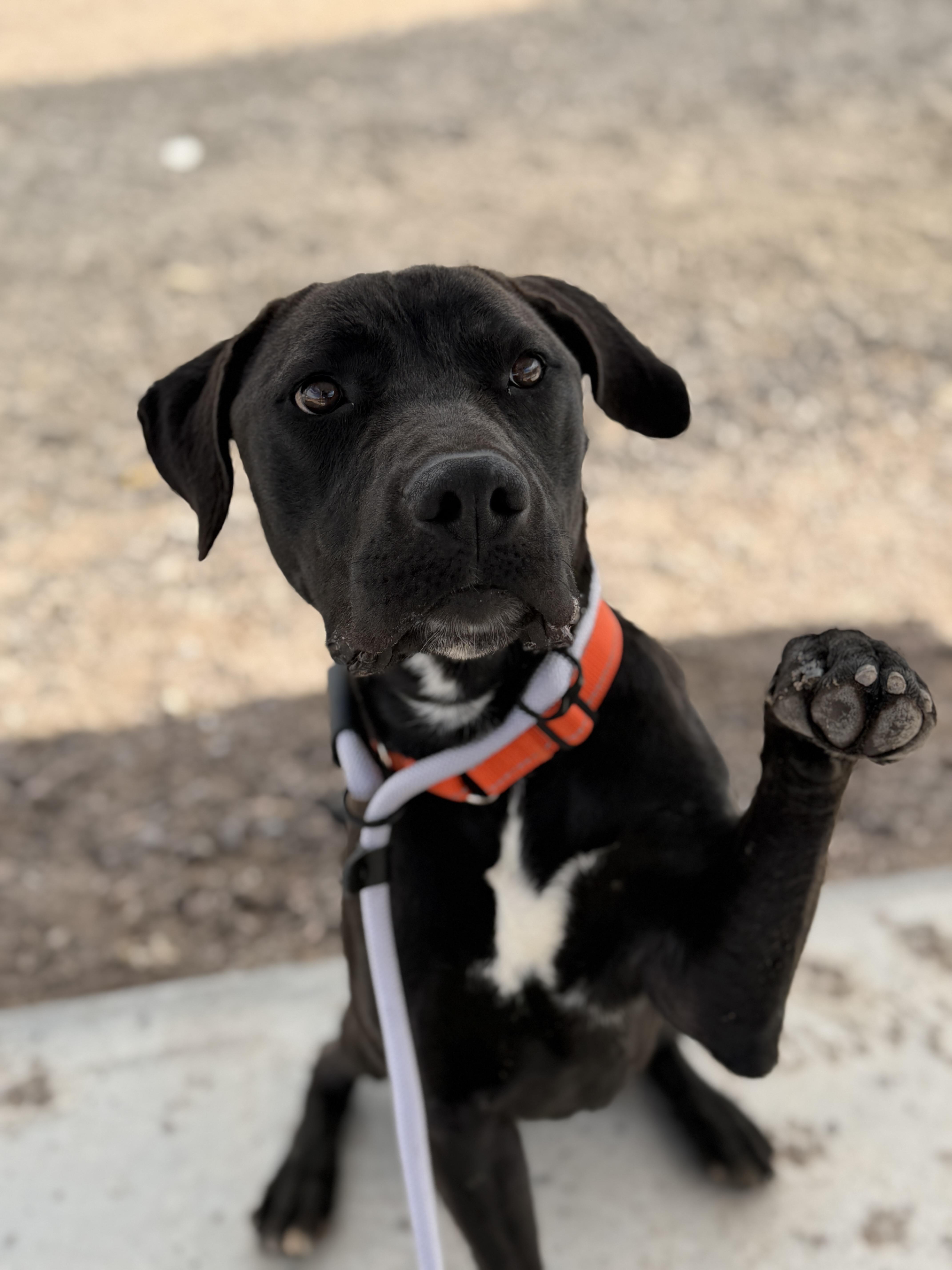 Enlarge Dante, an adoptable mixed breed in Sierra Vista, AZ image 6/6
