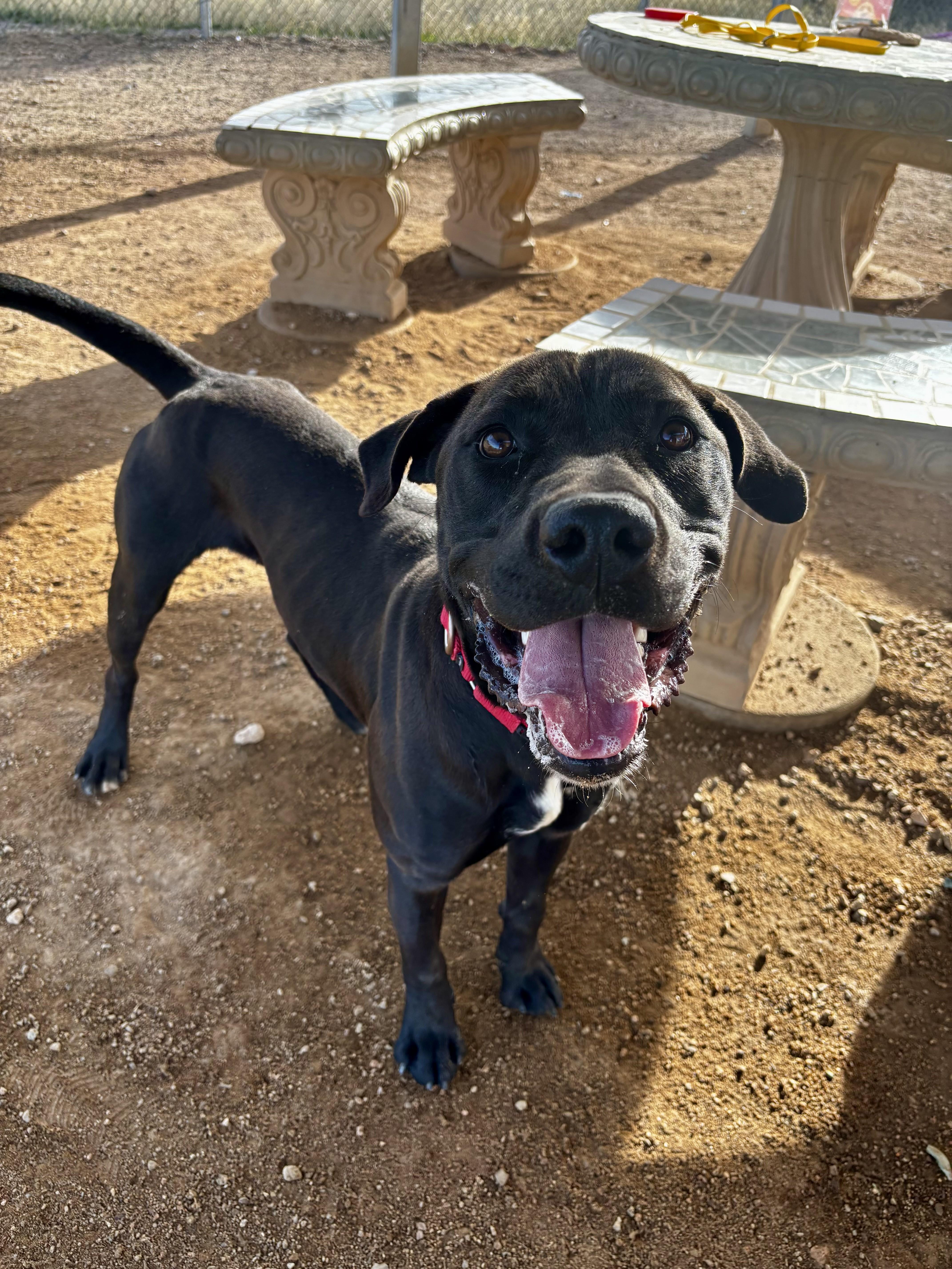 Enlarge Dante, an adoptable mixed breed in Sierra Vista, AZ image 4/6